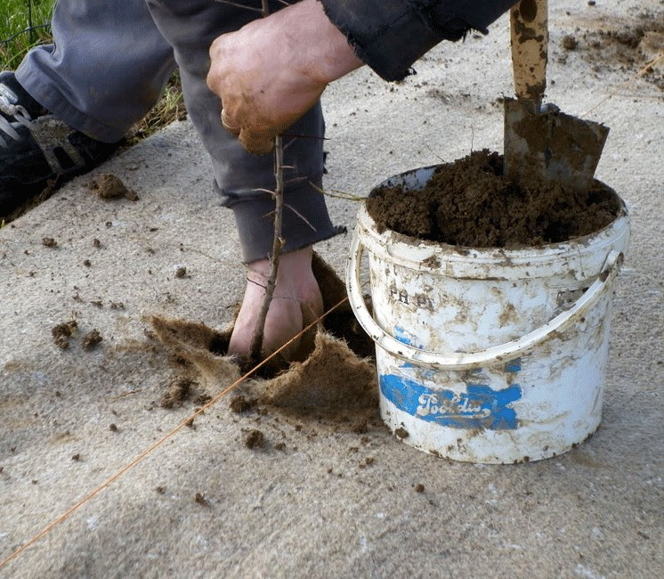 Toiles de Paillage 65g/m² avec Sardines en Plastique - Geotextile