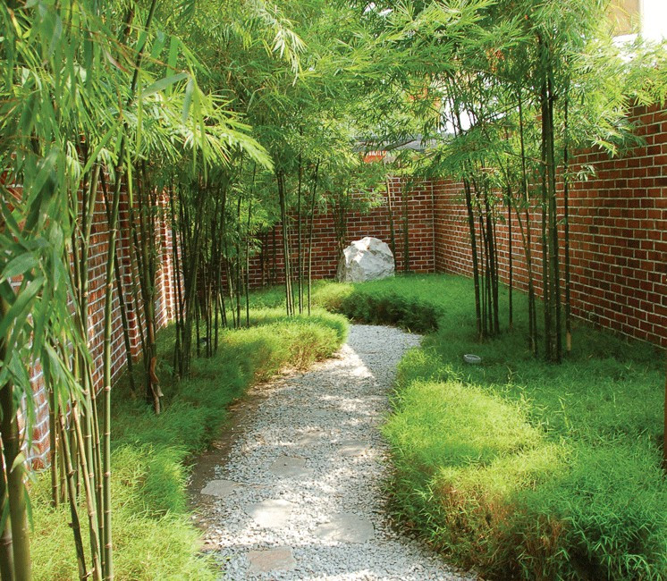 Anti Racines / Rhizomes / Bambou Anti Racines / Rhizomes / Bambou