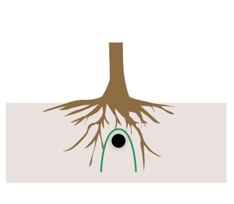 Anti Racines / Rhizomes / Bambou Anti Racines / Rhizomes / Bambou