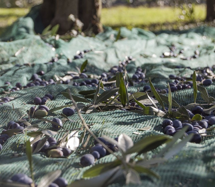 Vert 6 x 8 m ou 8 x 8 m Linxor France ® Filet de récolte pour olives avec oeillets et ouverture tronc 6 x 6 m Norme CE