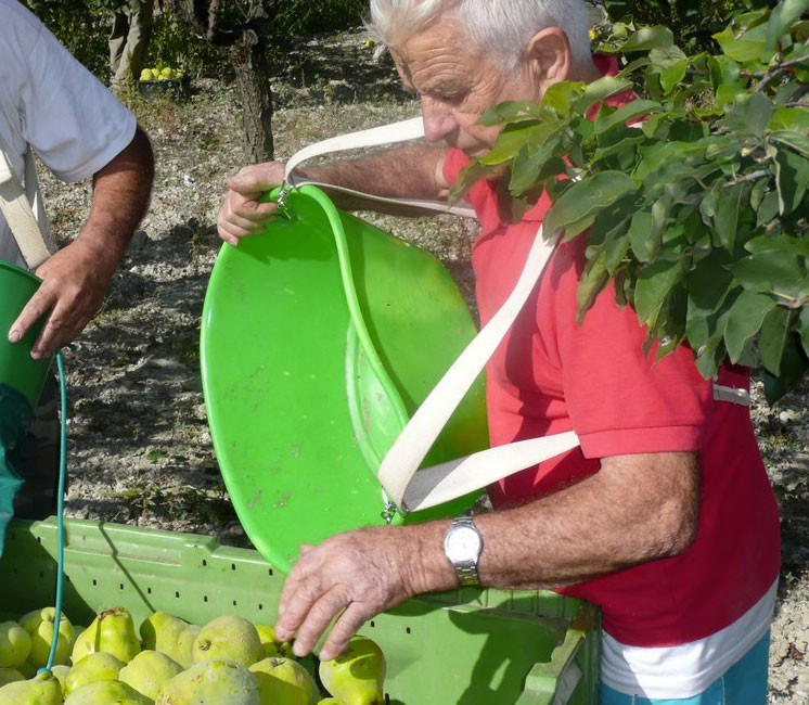 Panier de récolte Kangourou