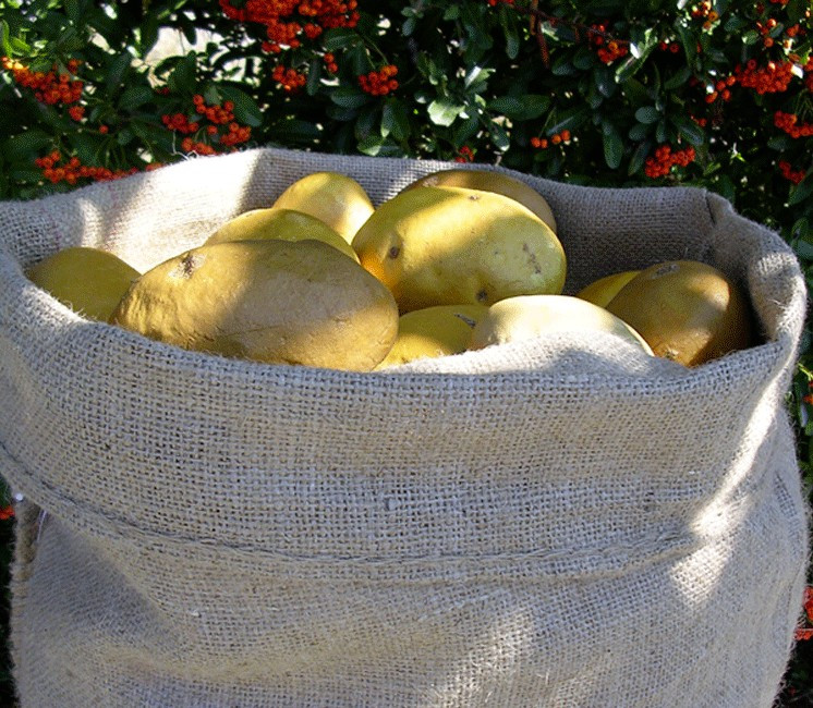 Sac de jute - Lot de 10