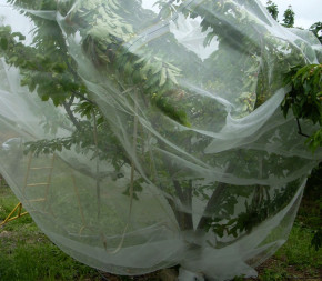 Filet Anti Insecte, 3M x 6M Filet de Protection Jardin en Maille Fine, Filet  Anti Insectes Potager Moustique Oiseaux Barrière, Filet Contre Les Insectes  pour Plantes Légumes Fruits Fleurs, Blanc : 