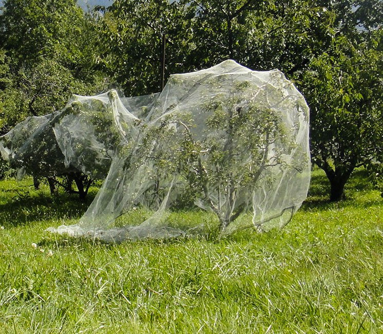Filet Anti-Insectes 6x3m - Protection Potager Contre Insectes Et Oiseaux | Mailles 0,5mm, Polyéthylène Durable