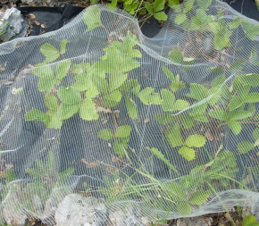 Filet de protection anti-insecte Bioclimat