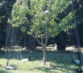 protéger le filet d'arbre fruitier Filet de protection contre les oiseaux  léger et réutilisable pour protéger les arbres A50 98666