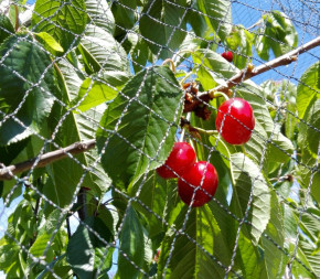 Filet anti-oiseaux pondéré supérieur pour étang de jardin et cage