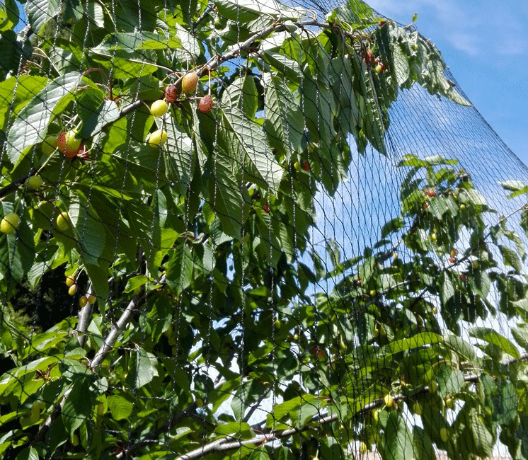 Filet pour arbre fruitier, filets anti-oiseaux, vente en ligne