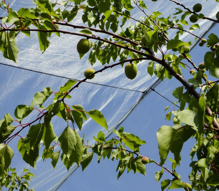 Usine et fournisseur de filets de jardin anti-grêle pour fruits en