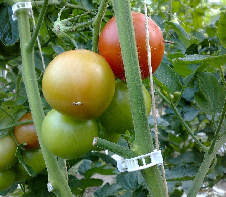 LJZX Clip végétal résistant aux Hautes températures 100pcs Tomates Clips TRLLIS Jardin Plant Fleur Légumes De Légumes Souffle Plante Support Greenhouse Clip Évitez Les Plantes Qui sentrelacent 