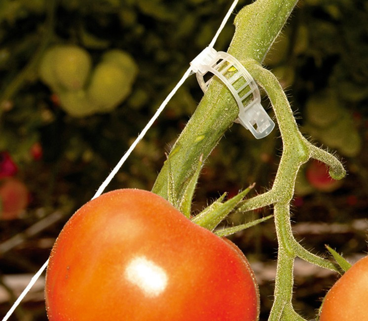 Clips tomate Clips tomate