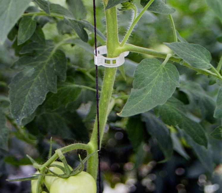 Voile de protection durable pour plants de tomates