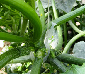 Clips courgette