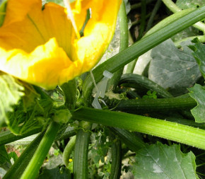 Clips courgette