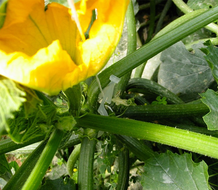 Clips courgette Clips courgette