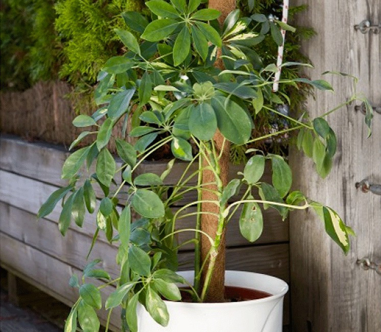 Tuteur coco pour plante grimpante
