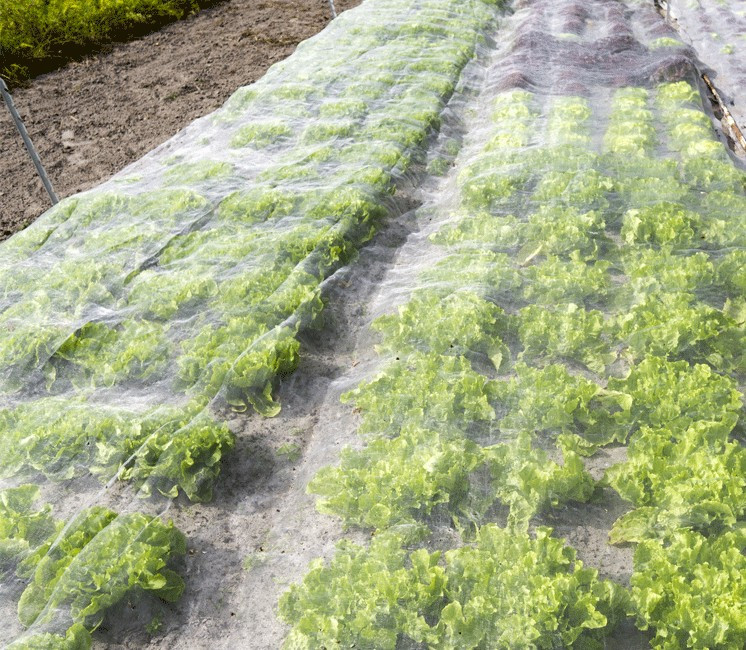 Filet Anti Oiseaux, 4m x 5m Filet de Protection pour Potager