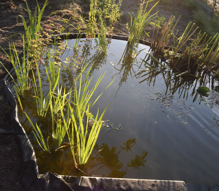 Bâche pour bassin 0,6 mm Aquaflexiliner noire 3,36x5 m : Ubbink UBBINK  jardin - botanic®