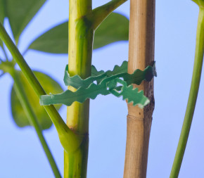 Lien de tuteurage universel