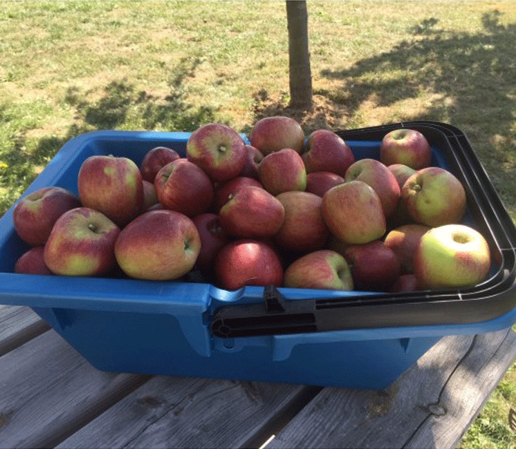 Panier de récolte ou de vendange