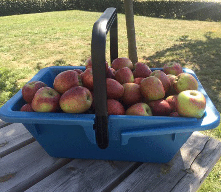 Panier de récolte ou de vendange