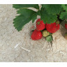 A SAISIR : Lot de 10 dalles de paillage 50x50cm 100% chanvre