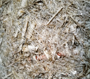 A SAISIR : Lot de 10 dalles de paillage 50x50cm 100% chanvre