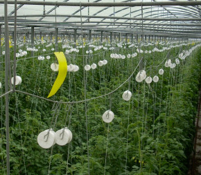 Crochet roller - 25m