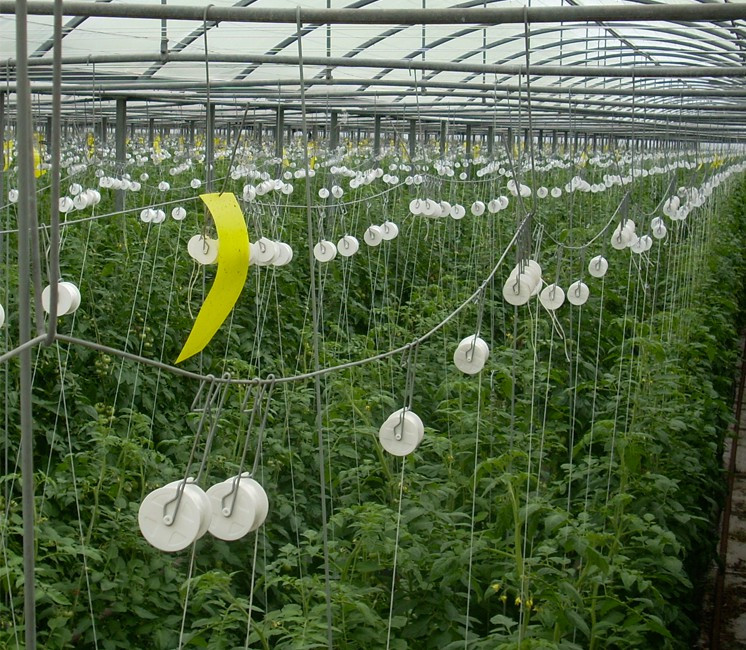 Crochet roller - 25m