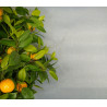 Brise-Vue de couleur pour balcon - 0.90 x 5m