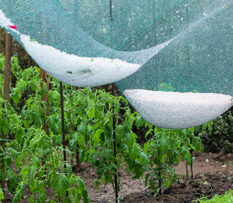 Filets pour arbre fruitier et potagers - La Fabrique à Filets