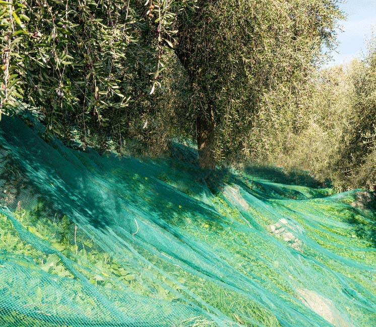 Filet d'arbre en rouleau de 100 mètres