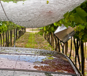 Filet anti-grêle 12x12m - 56g - avec connecteurs pont