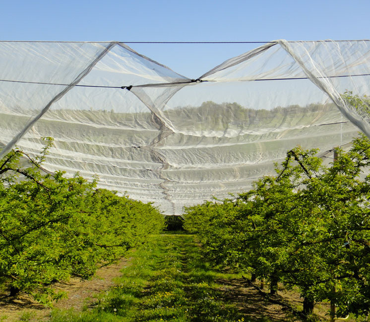 Filet anti-grêle 12x12m - 56g - avec connecteurs pont