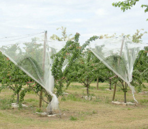 Filet anti-grêle 12x12m - 56g - avec connecteurs pont