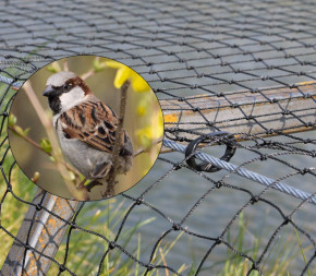 SWANEW Filet De Protection Contre Les Oiseaux Filet Anti-Oiseaux - 2 X 10 M