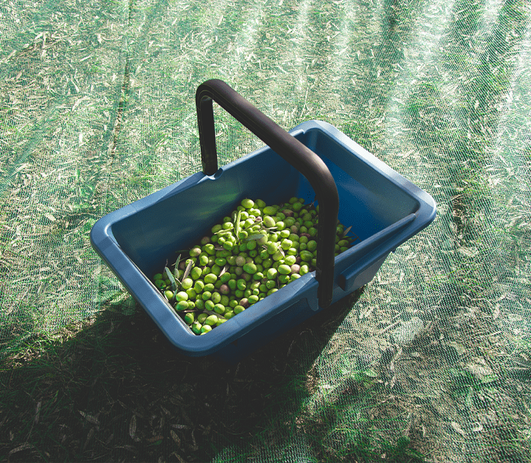 Panier de récolte ou de vendange