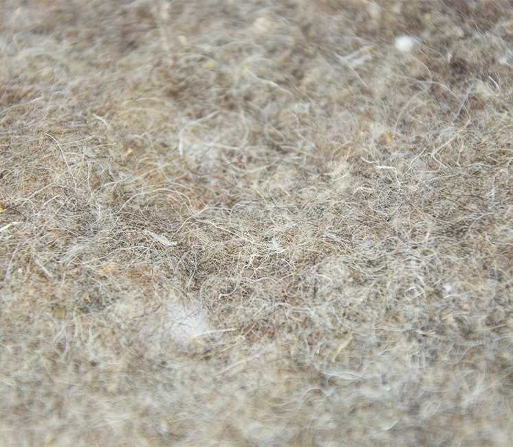 paillage laine de mouton
