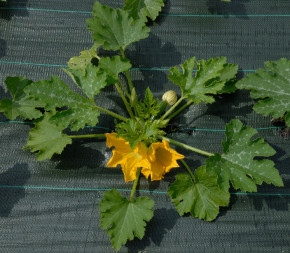 Toile de Paillage 3.30 x 25m