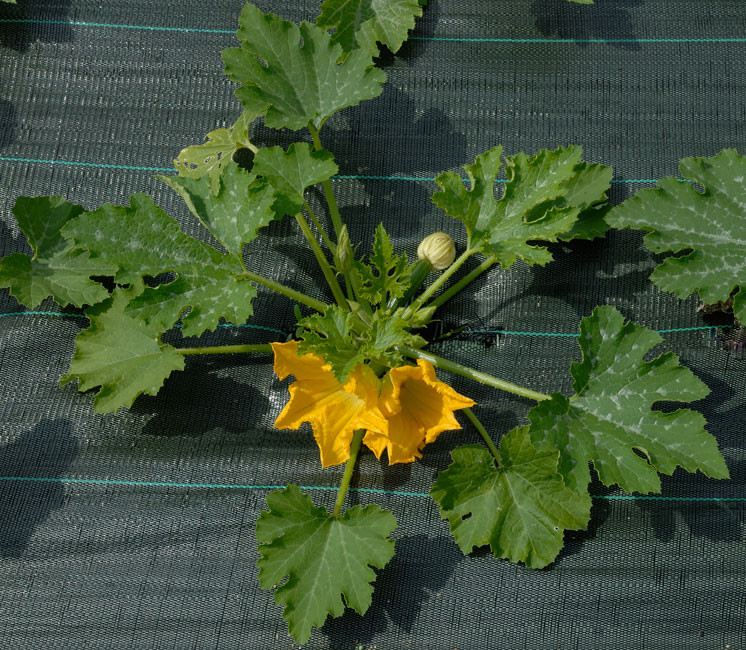 Toile de Paillage 3.30 x 25m