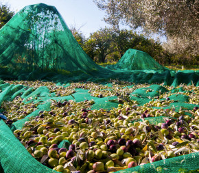 Achat Flet de récolte 55g 6x90m pas cher