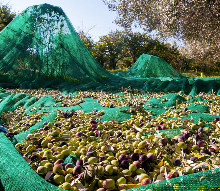 Flet de récolte 55g 6x90m