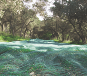 Filet de Récolte 55g - 3mx80m