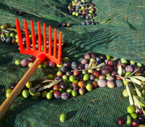 Filet de Récolte 55g - 6mx80m