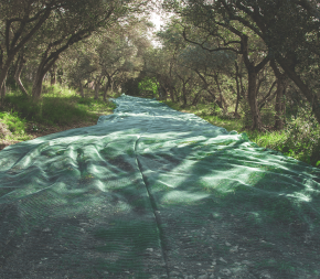 Filet de Récolte 55g - 6mx80m