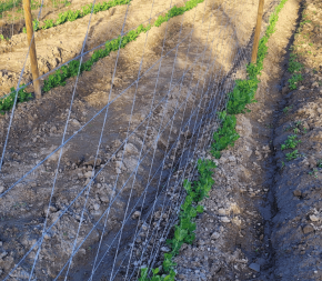 Filet à ramer 2x100m