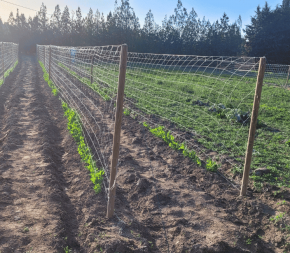 rouleau 500 mètres maraîchage