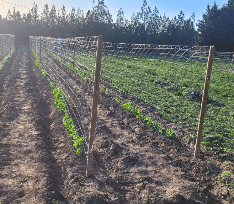 rouleau 500 mètres maraîchage