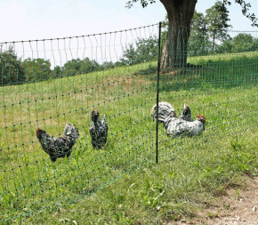Poulailler Amovible 25m (filet + piquets)