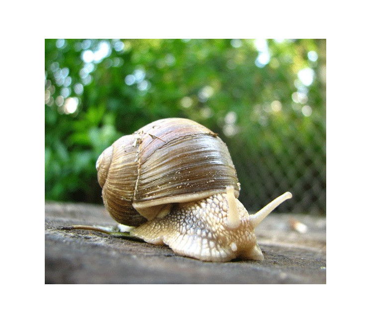 Elevage Escargot - Filet anti-fuite 100m